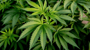 Cannabis Reclassification
