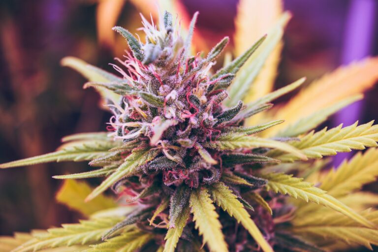 Cannabis Reclassification: Schedule III Tax Impact